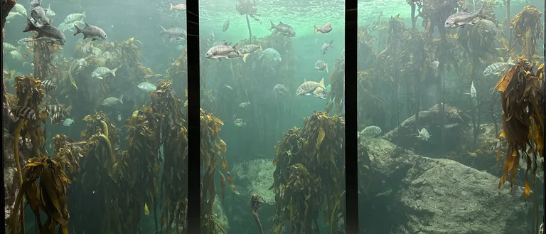 Kelp Forest